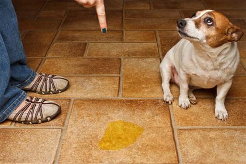 怎样去除家里的狗尿味去除狗尿味的最佳方法