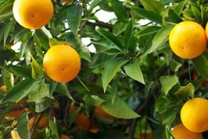 【图】梦见橘子树上结满橘子自己摘了 意味工作起来干劲十足