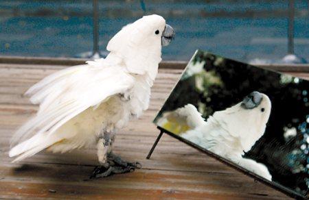 白鹦鹉有严重自恋情结 终日照镜对镜自吻(图)