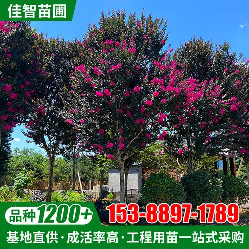 湖南紫薇树胸径20公分红百日庭院别墅行道绿化紫薇树出售现货批发
