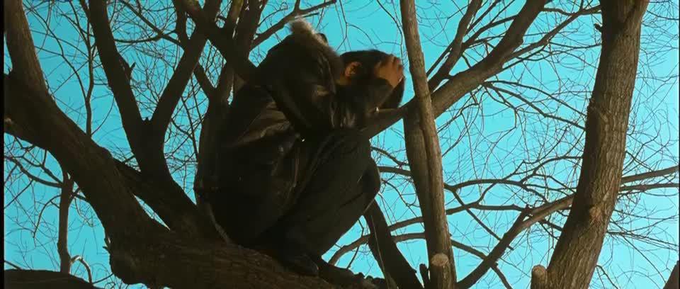 hello树先生树哥不愧是树哥大早上就蹲在树上玩