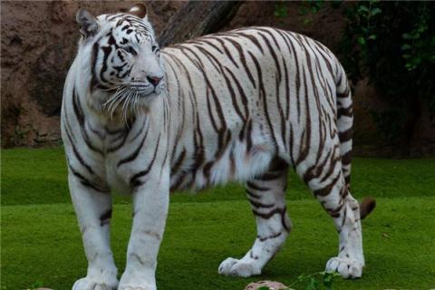 梦见白色老虎是什么预兆,梦见白色老虎是什么意思