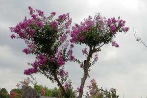 花卉集锦(5)紫薇花