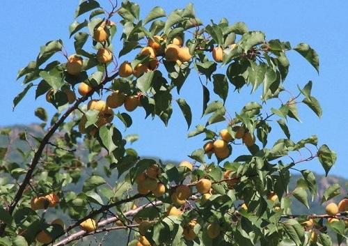 家中的运势越低落,家里的人还会诸事不顺,所以杏树不适合栽种在院子中