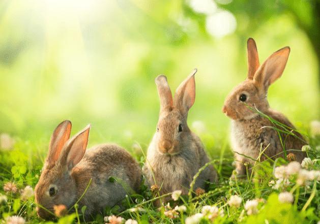 不过不同日子出生的属兔人命运是有所差别的,有的人天生好命,生来就是