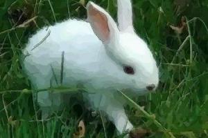 比属兔小3岁的属相是什么,比属兔的大两岁是属什么的