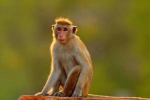 (属猴子的都是几几年的)属猴的是哪年出生属猴的出生年份
