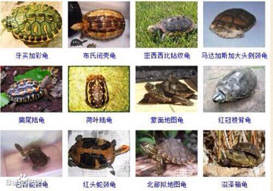 乌龟的种类介绍及图片大全 品种(乌龟种类和图片)