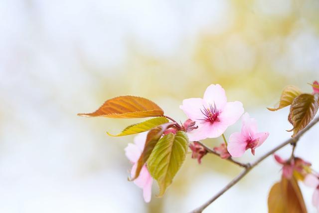 求桃花运的句子,桃花运的句子经典语录