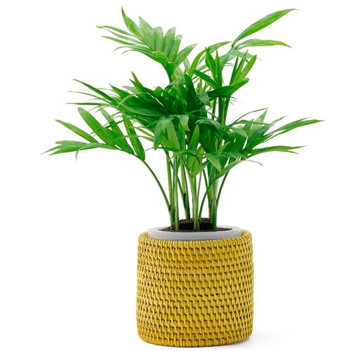 袖珍椰子水培植物绿植 去购买 4 罗汉松盆栽摆放在室内吸