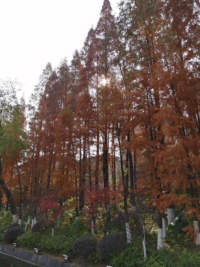 原创桂林杉湖边,那一排红红的杉树,与日月塔媲美