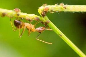 蚂蚁是什么动物