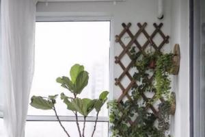 阳台风水植物有哪些,阳台摆放什么植物最好的(3)
