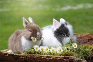 99年出生兔和属猪之人乃是水木相生,则两人感情更为注重真