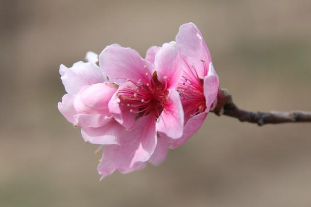 实际上桃花运有正缘桃花和孽缘桃花运的区别.