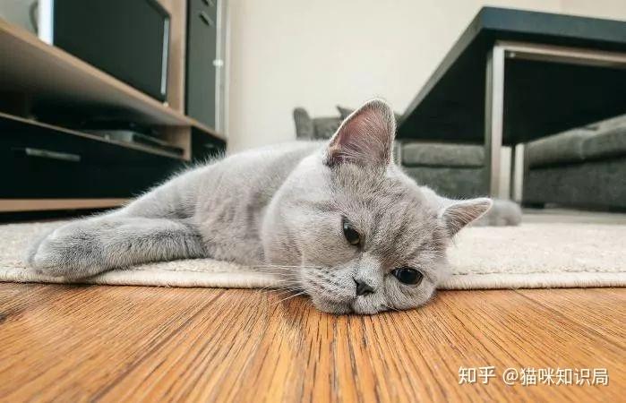 猫也会得抑郁症别让你的猫咪经历这些