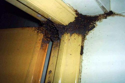 家中有白蚁要怎么处理家中有白蚁预兆风水白蚁防治费收费标准