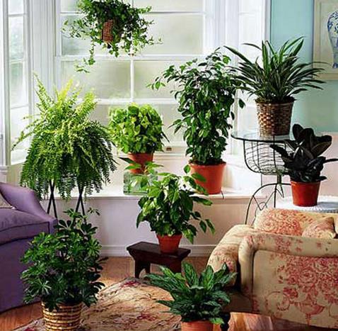 家居风水植物 如今我赔们的很多朋友,都是喜欢在自己家里面摆放上很多
