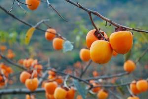「生活诗歌」深秋的柿子树