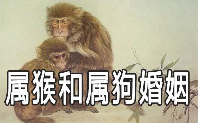 属猴和属狗的婚姻怎么样男猴 女狗:你们彼此懂得忍让,相互欣赏.