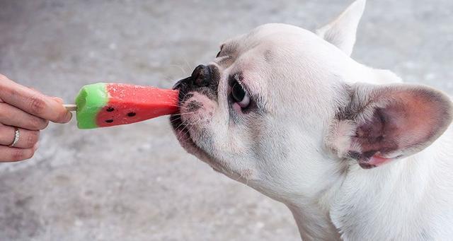 狗狗不能吃什么人常吃的27种食物狗可能吃了会致命