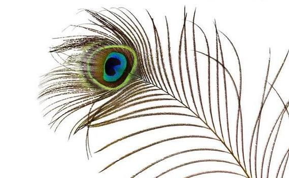 孔雀羽毛的寓意及象征是什么 孔雀羽毛对风水有什么作用