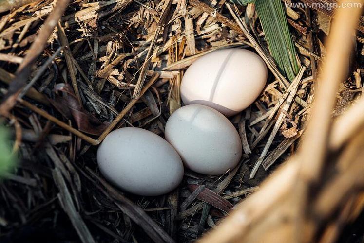 梦见在鸡窝里捡鸡蛋,预示着自己事业发展道路上可能会遇到麻烦.
