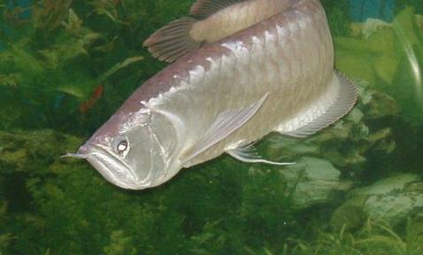 银龙鱼的鱼缸摆放位置银龙鱼的风水学应用