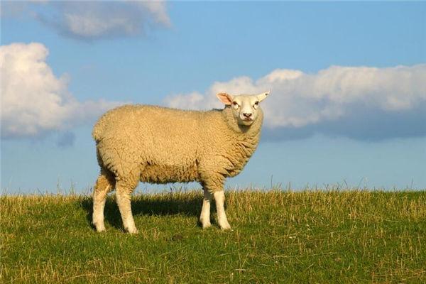 1,属羊的是哪一年出生的:属羊的多大,几几年出生的 属羊的今年多大了?