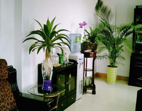 办公室风水植物从颜色,品种到方位,内藏有大学问!