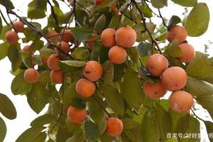 柿子树 - 热门商品专区