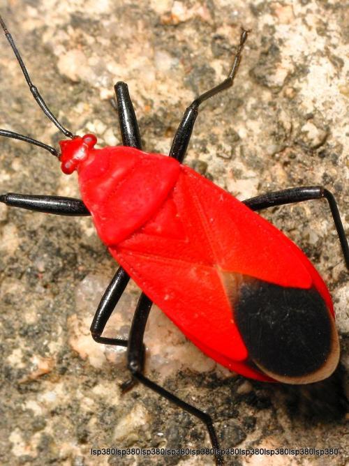 请教一下这是什么虫子,最近阳台老是出现,还会飞身体是红色的,只有两