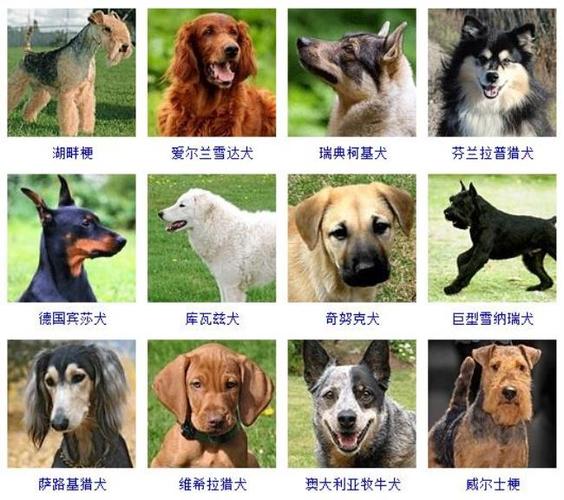 宠物狗的品种(178个宠物狗品种图片大全)