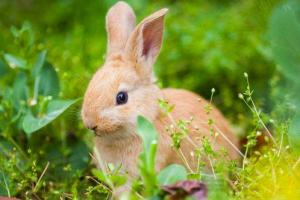 1999年属兔的是什么命,99年出生的兔五行属什么
