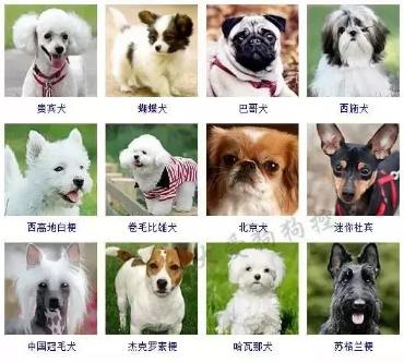 小型宠物狗品种图片大全及名字大全【真图版】
