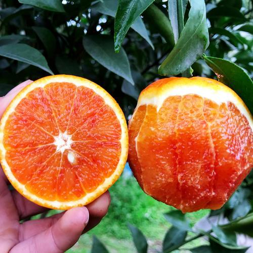 四川高山资中子塔罗科血橙新鲜当季水果现摘特产红肉柑桔大箱 60mm