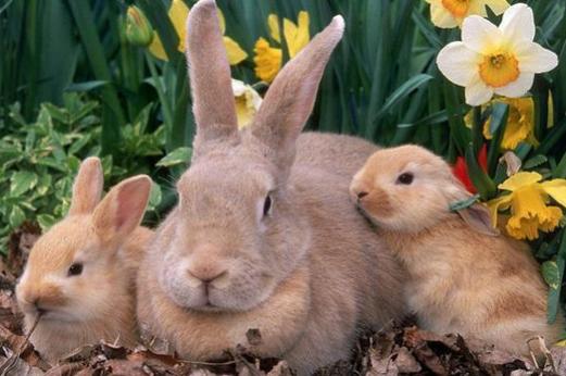 在和人交往中,属兔人的异性缘比较好,因此属兔人的婚姻容易受到身边人