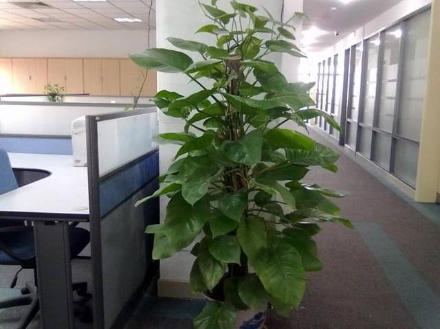 办公室植物推荐风水办公室植物风水哪种好
