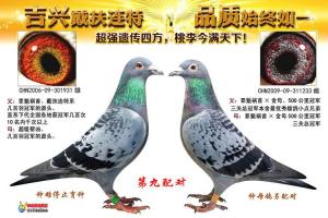 第9配对_上海吉兴鸽舍_ ag188.com爱鸽商城_中国信鸽信息网