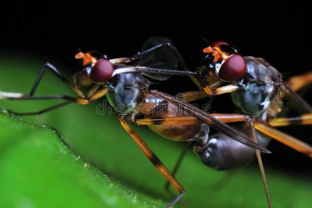 两只交配的苍蝇的宏观照片交配苍蝇两只苍蝇配对,对苍蝇交配期的特写