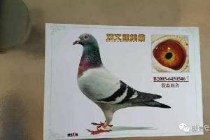 经验中国鸽王邓文敏谈种鸽配对