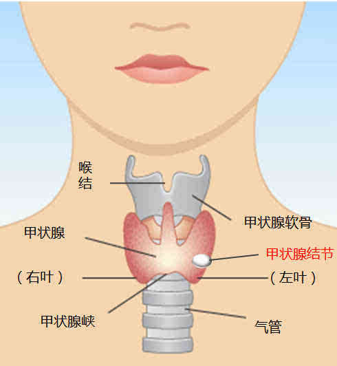 甲状腺生长在人体颈部,是人体重要的内分泌器官,其分泌的甲状腺素可以