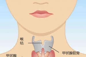 甲状腺 - 百度文库(甲状腺感情器官)