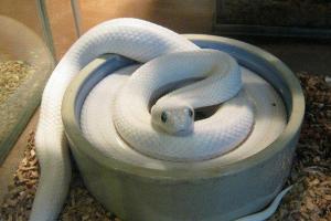梦见大白蛇是什么意思:做梦梦到一条大白蛇是代表什么