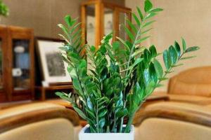 客厅摆什么植物最招财盘点10种最旺财运的风水植物