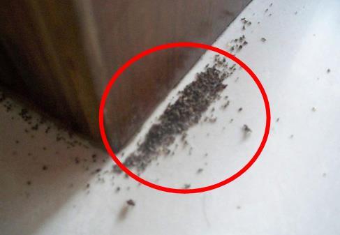 家里有蚂蚁怎么办:蚂蚁入室好不好教你几招快速处理