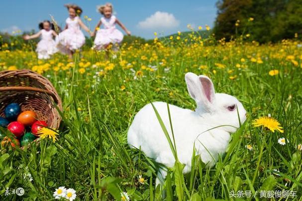 兔人兔年运势及运程 属兔人兔年运势及运程