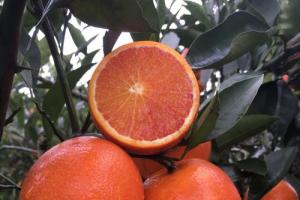 四川资中塔罗科血橙10斤带箱新鲜水果当季手剥甜橙非红心肉橙子