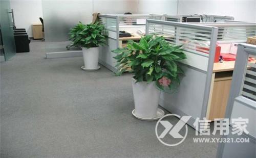 办公室绿植的风水讲究办公室植物风水摆放位置