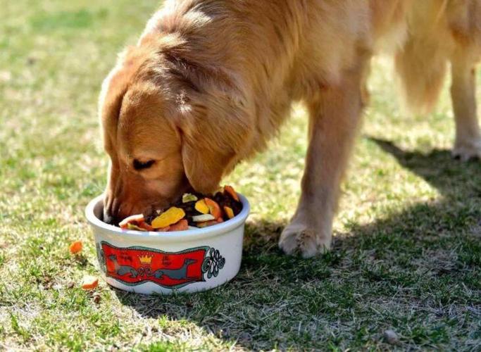 狗为什么不能吃巧克力?狗狗不能吃哪些食物你知道吗
